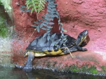 Mosie die Gelbwangenschmuckschildkröte